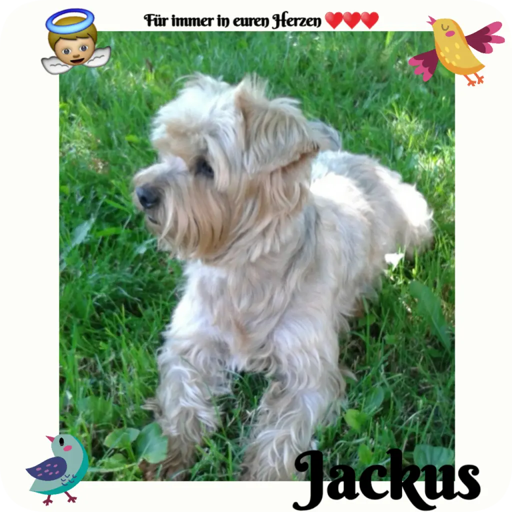 Condolence image of Martina mit Seelenhund Samy ♥️⭐♥️ für immer im Herzen 