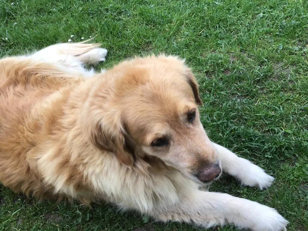 Condolence image of Angelika mit Luna im Herzen ❤️