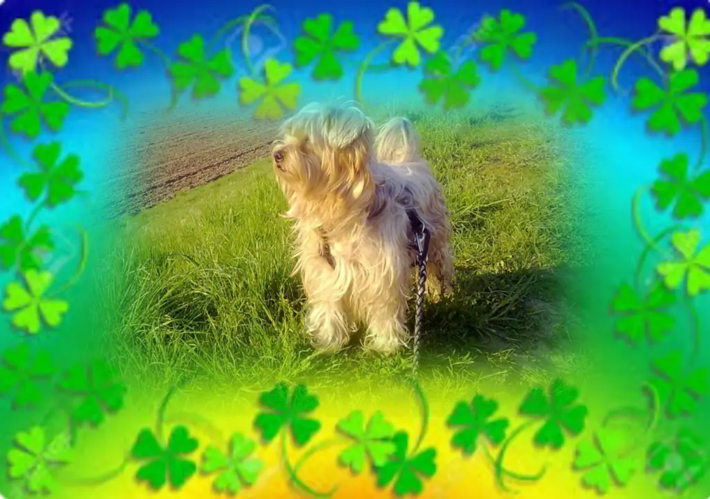 Condolence image of Ewa & Krzysztof 