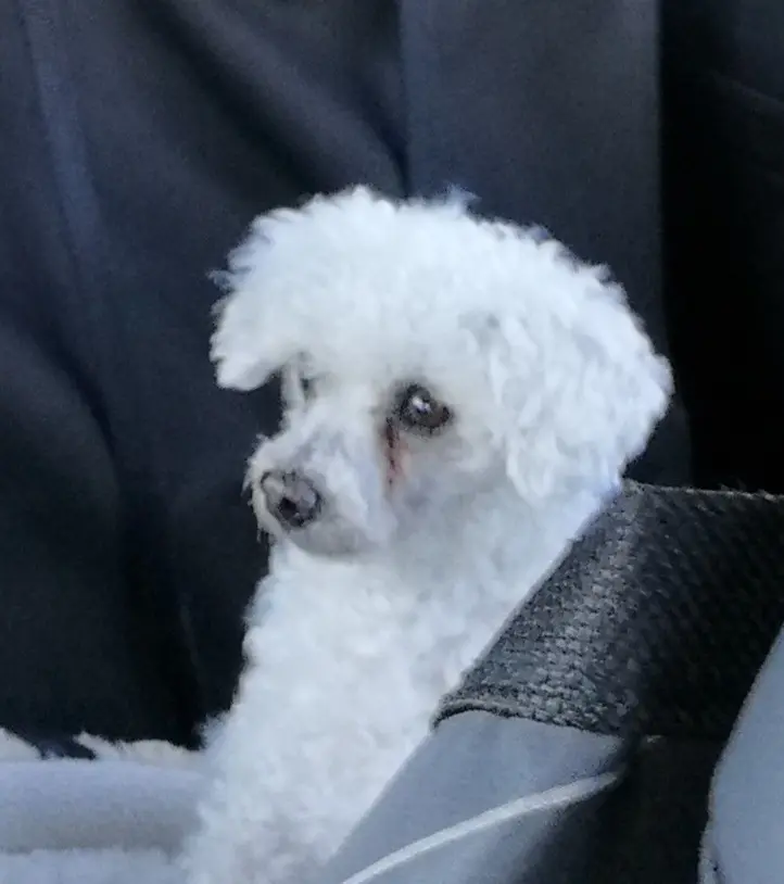 Condolence image of Gaby mit Snowy im Herzen 