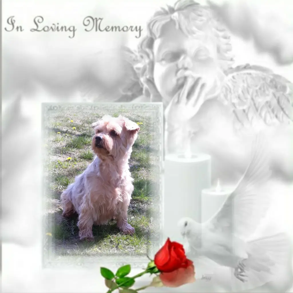 Condolence image of ⭐❤Gute Nacht Jackusiu❤⭐