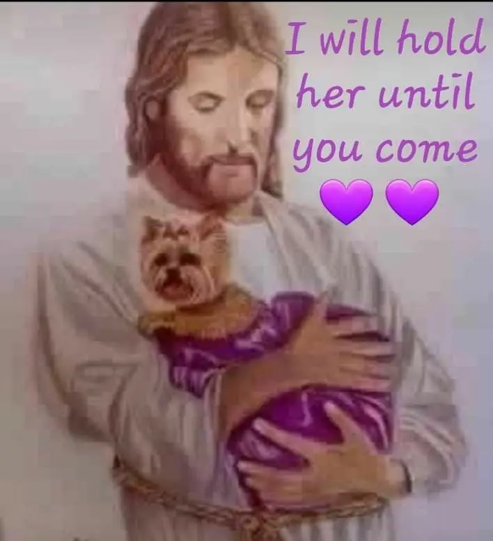 Condolence image of Martina mit Seelenhund Samy ♥️⭐♥️ für immer im Herzen 