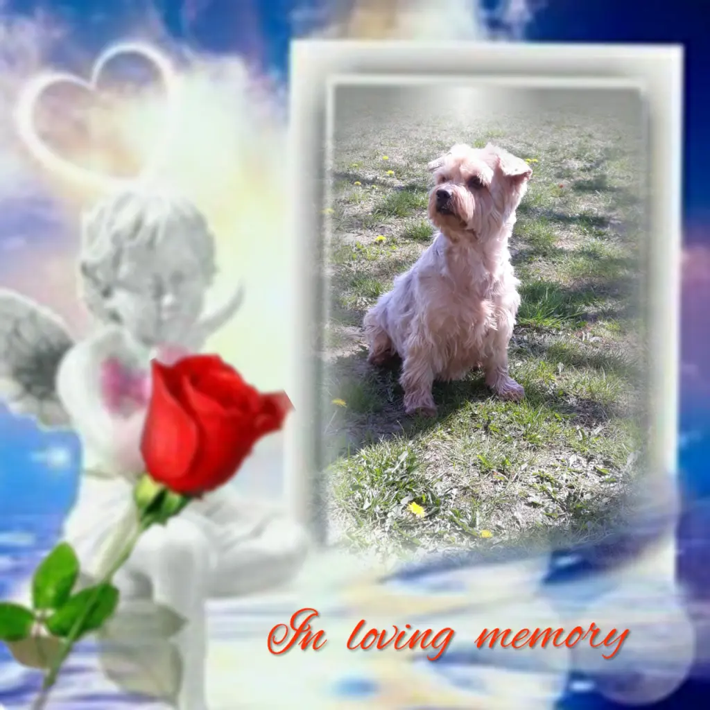 Condolence image of Sonntag...28 Wochen ohne Dich Jackuś ❤