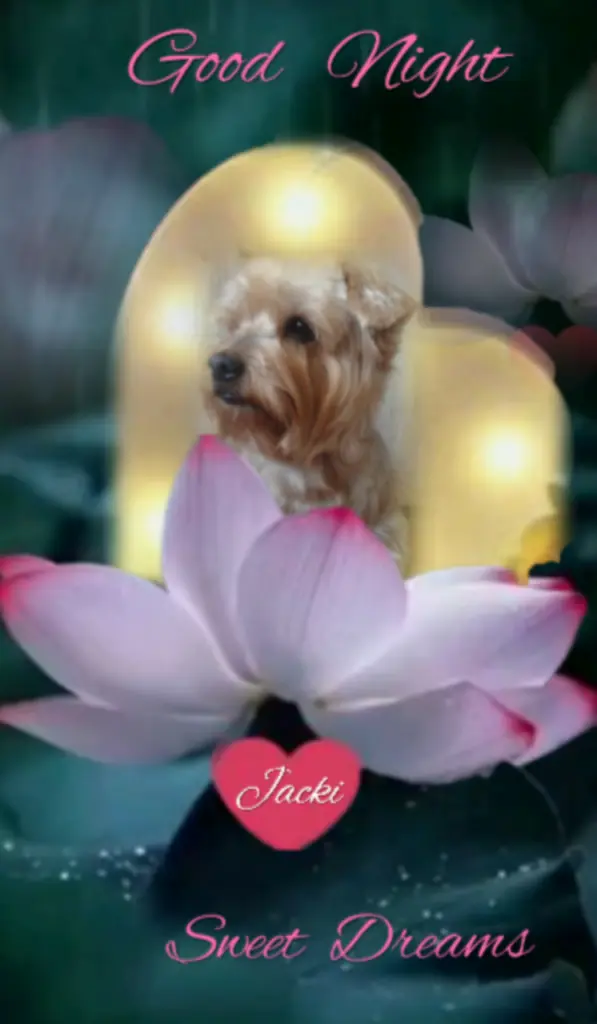 Condolence image of ⭐❤Gute Nacht Jackusiu❤⭐