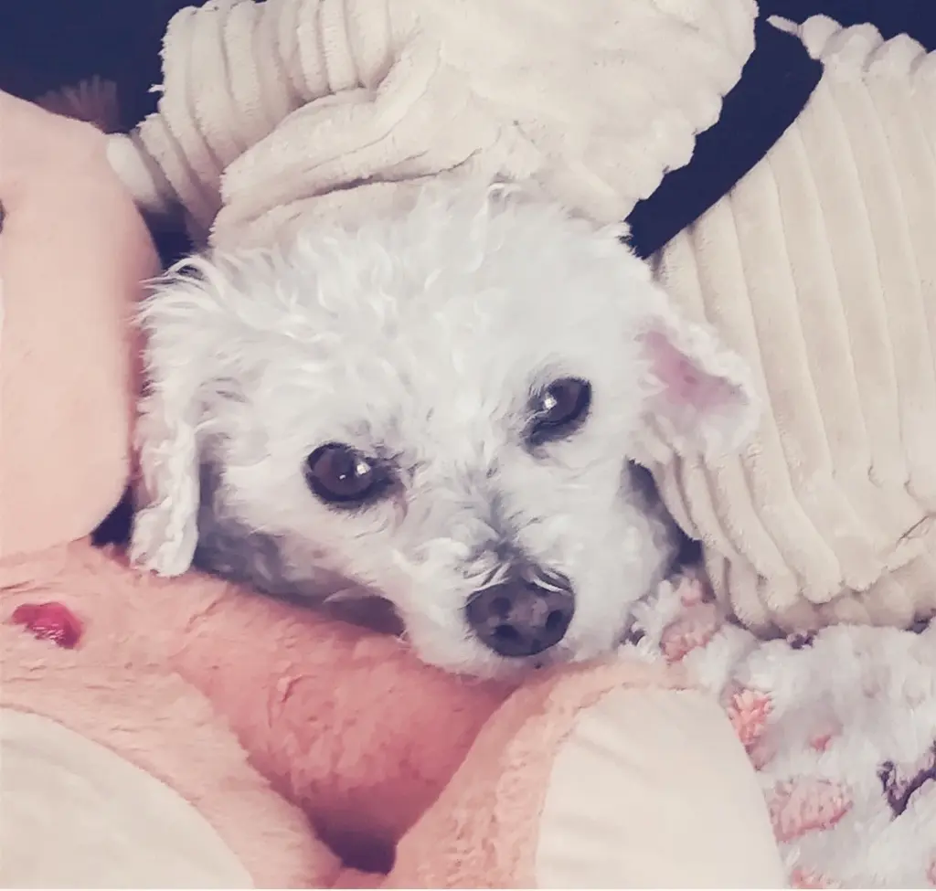 Condolence image of Snowy ❤️