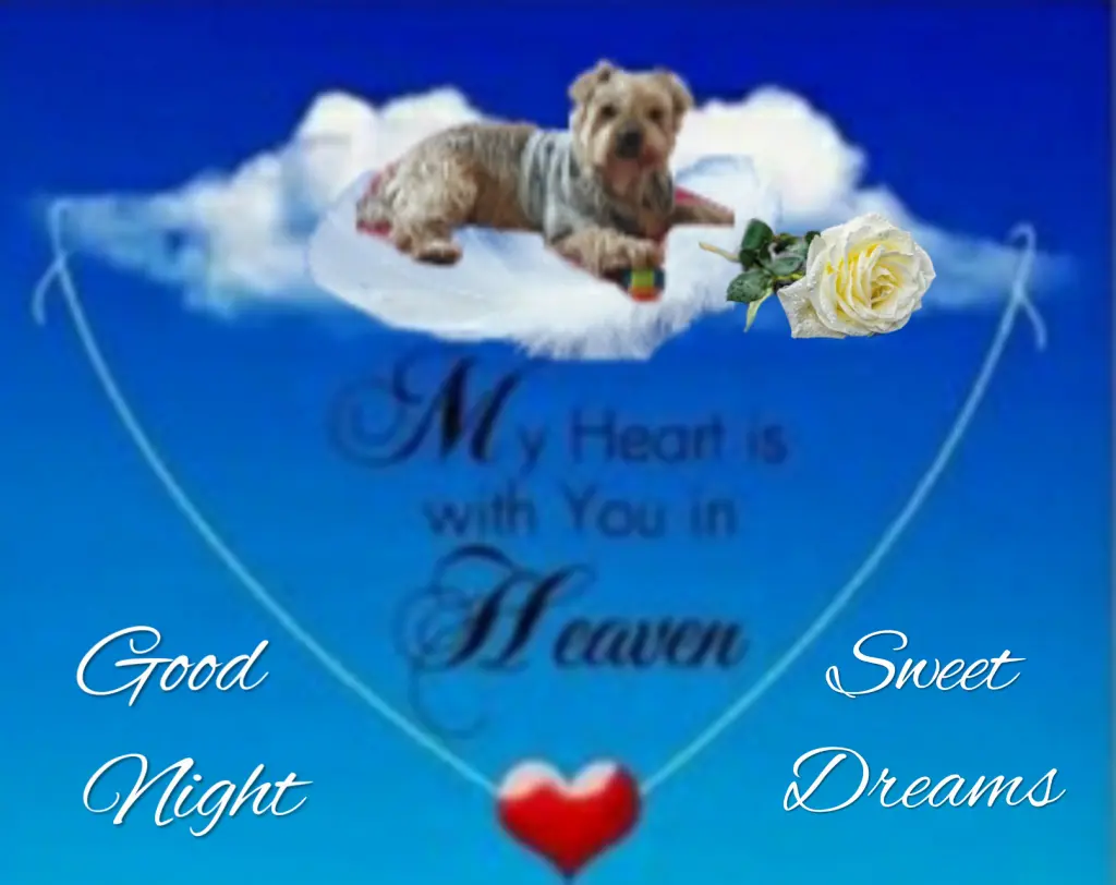 Condolence image of ⭐❤Gute Nacht Jackusiu❤⭐