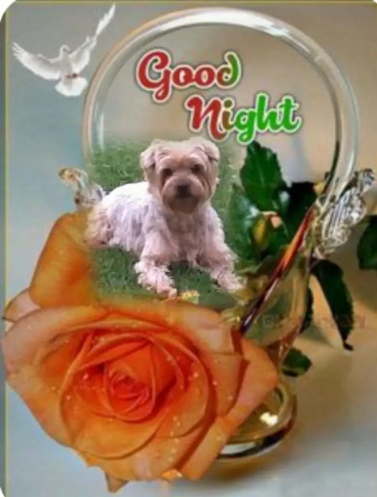 Condolence image of ⭐❤Gute Nacht Jackusiu❤⭐