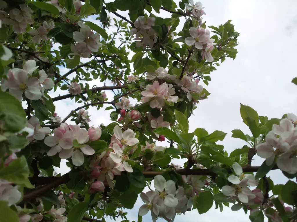 Condolence image of Manuela mit Seelenhund Flick