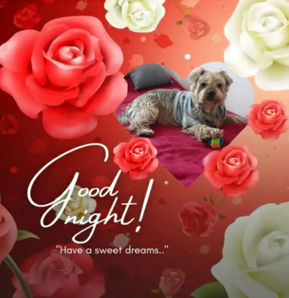 Condolence image of ⭐❤Gute Nacht Jackusiu❤⭐