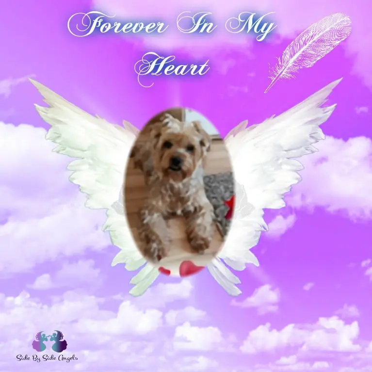 Condolence image of 29. Tygodni.......Bez Ciebie❤️⭐️Jackusiu❤️⭐️