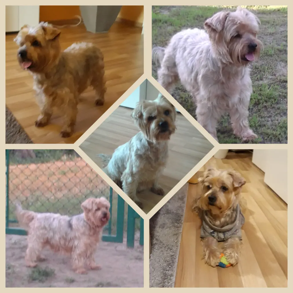 Condolence image of ⭐❤Gute Nacht Jackusiu❤⭐