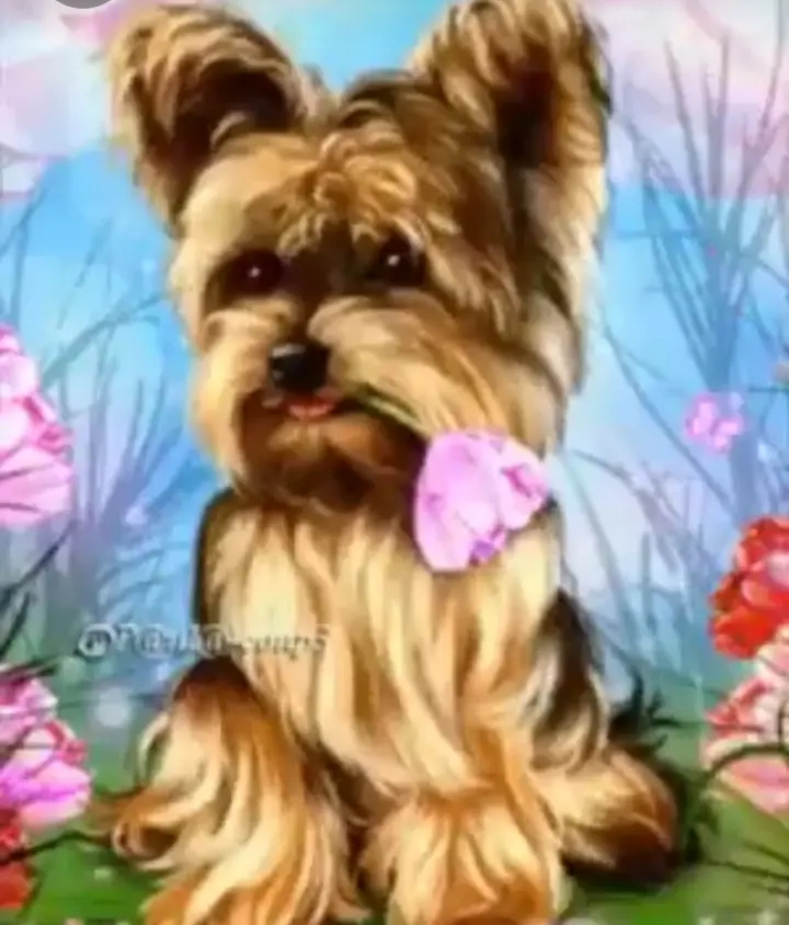 Condolence image of Martina mit Seelenhund Samy ♥️⭐♥️ für immer im Herzen 