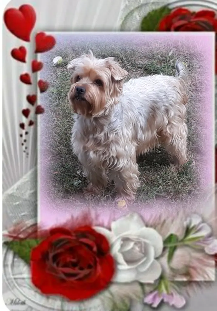 Condolence image of Sonntag...30 Wochen ohne Dich Jackusiu❤...