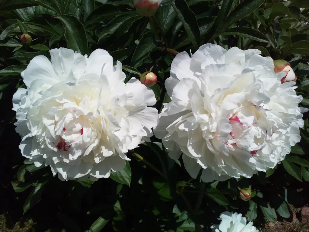 Condolence image of Manuela mit Seelenhund Flick