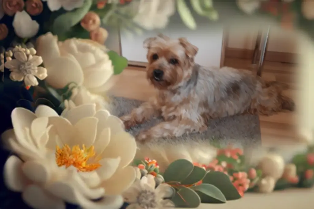 Condolence image of ...7 Monate ohne Dich Jackusiu❤...