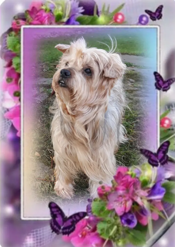 Condolence image of Sonntag...31 Wochen ohne Dich Jackusiu❤...