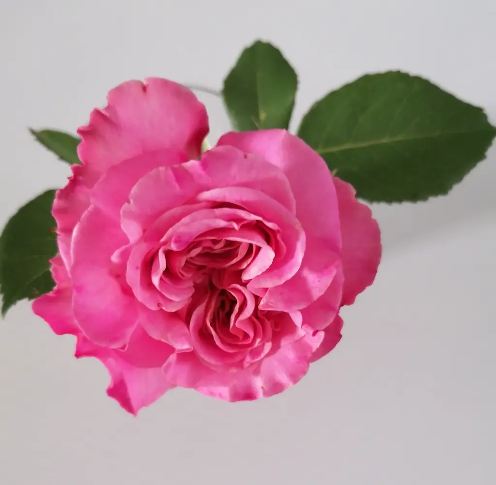 Condolence image of ❤️