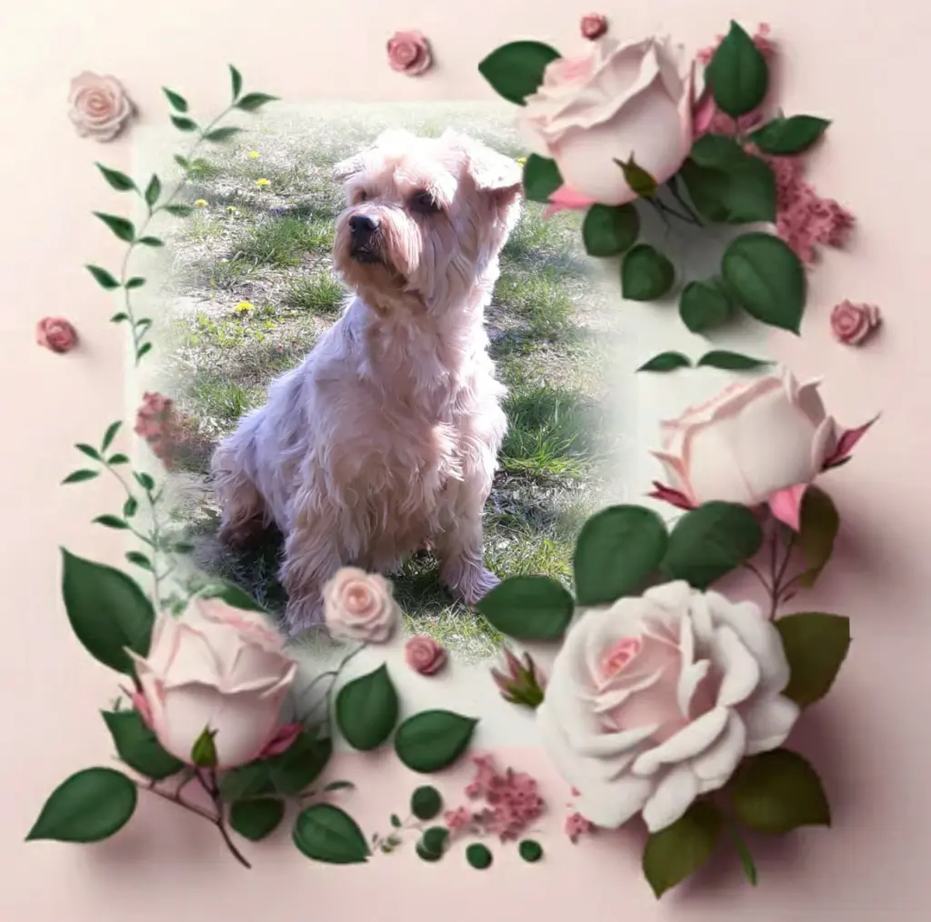 Condolence image of Ewa & Krzysztof 