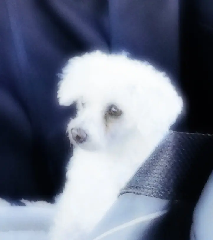 Condolence image of Gaby mit Snowy *im Herzen 