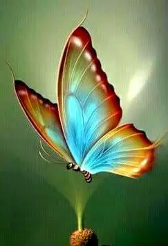 Condolence image of Martina mit Seelenhund Samy ♥️⭐♥️ für immer im Herzen 