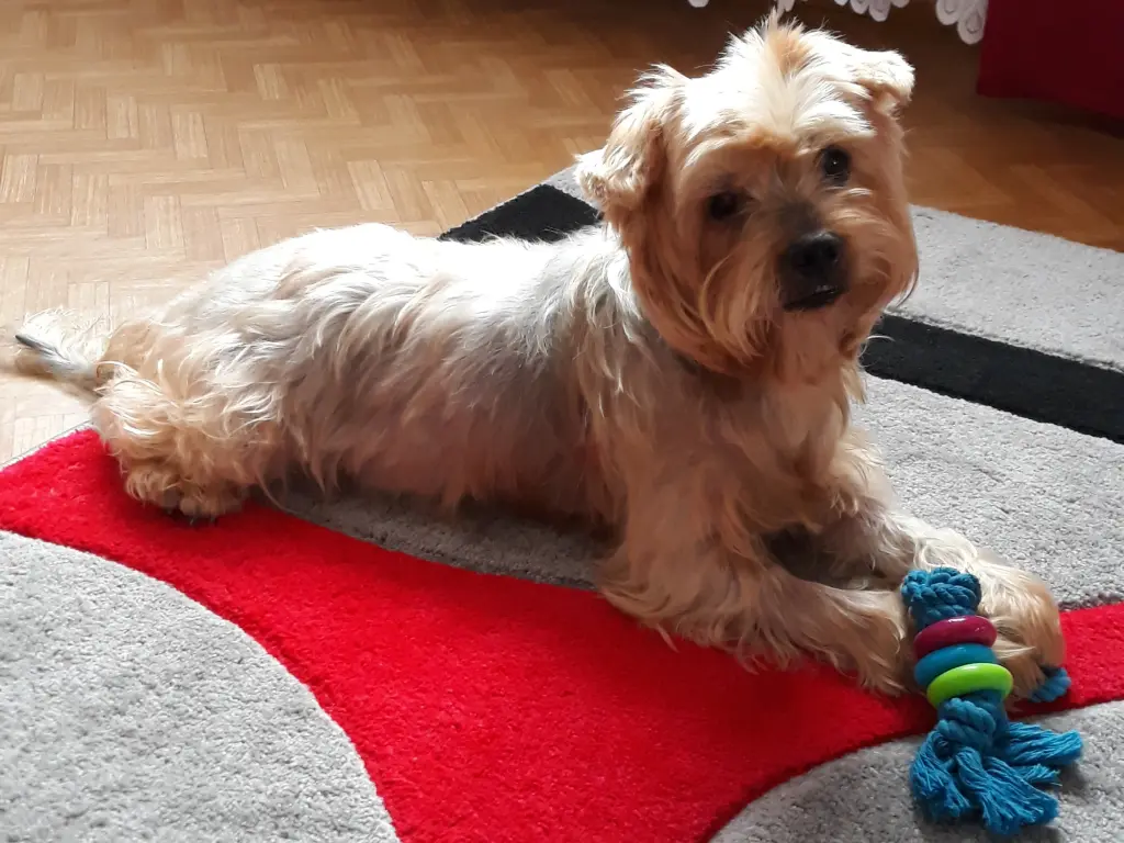 Condolence image of ⭐❤ Gute Nacht Jackusiu❤⭐