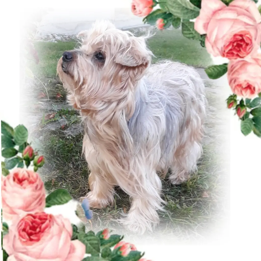 Condolence image of Sonntag...33 Wochen ohne Dich Jackusiu❤...