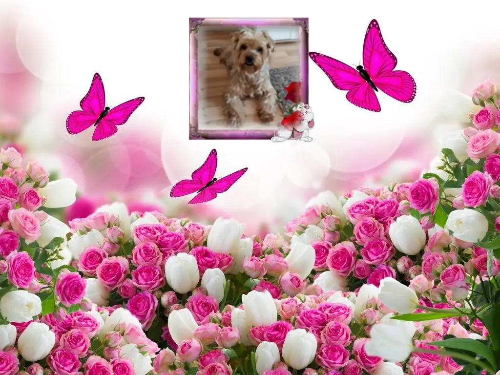 Condolence image of 33. Tygodnie.....Bez Ciebie❤️⭐️Jackusiu❤️⭐️