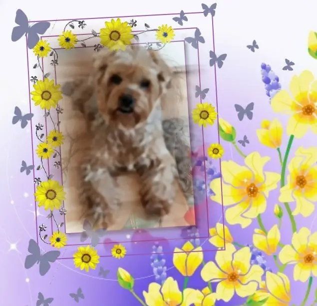 Condolence image of Dla Jackusia❤️⭐️Królisia❤️⭐️