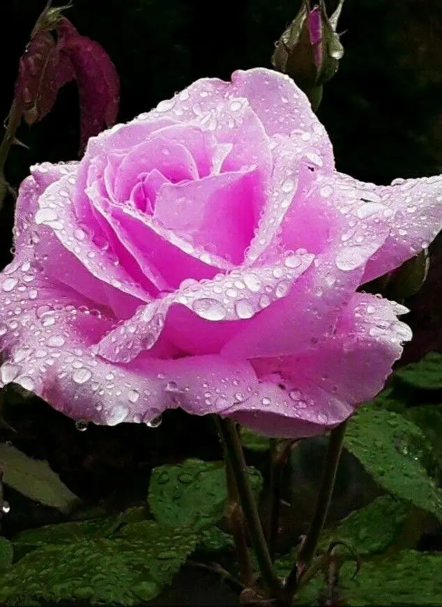 Condolence image of Martina mit Seelenhund Samy ♥️⭐♥️ für immer im Herzen