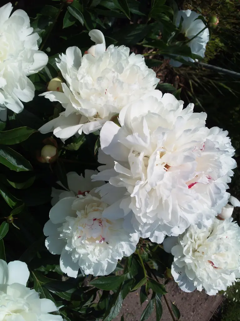 Condolence image of Manuela mit Seelenhund Flick