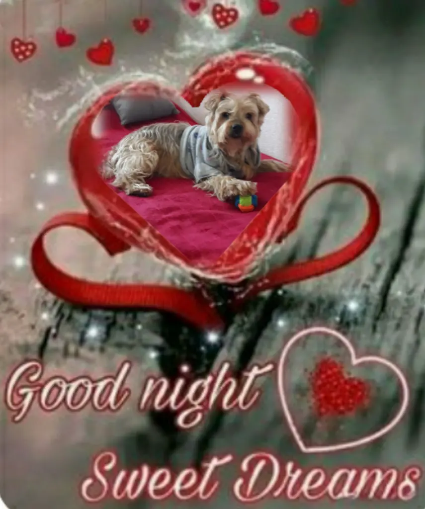 Condolence image of ⭐❤Gute Nacht Jackusiu❤⭐