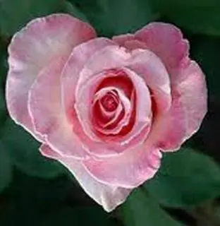 Condolence image of Martina mit Samy ♥️⭐♥️ für immer im Herzen