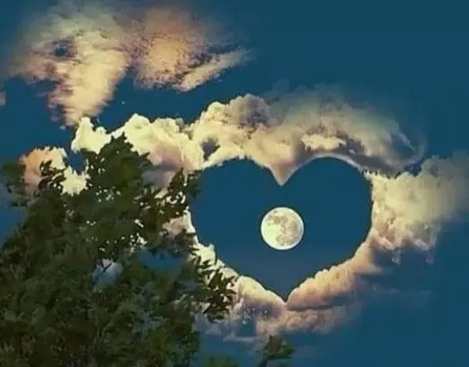 Condolence image of Eine Rose für Jacki ♥️