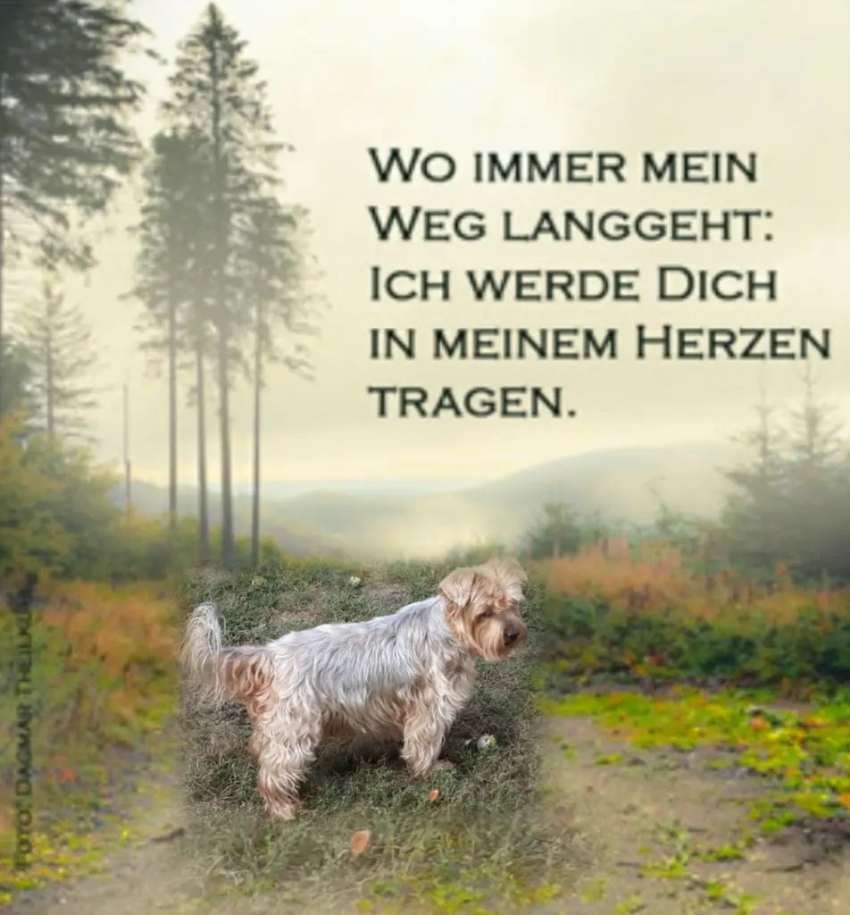 Condolence image of Geliebt❤ und unvergessen❤ 8 Monate ohne Dich Jackuś❤...