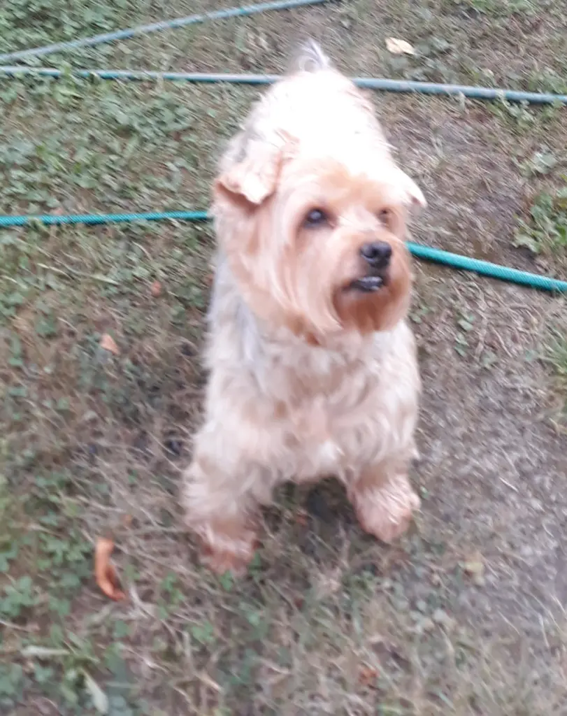 Condolence image of ⭐❤Gute Nacht Jackusiu❤⭐