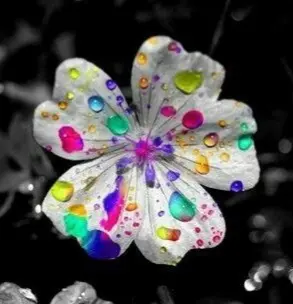 Condolence image of Martina mit Seelenhund Samy ♥️⭐♥️ für immer im Herzen 