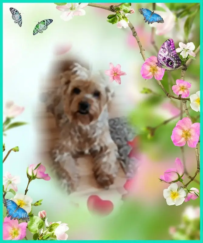 Condolence image of 35. Tygodni......BEZ CIEBIE❤️⭐️KOCHANY❤️❤️❤️❤️❤️❤️JACKUSIU❤️⭐️