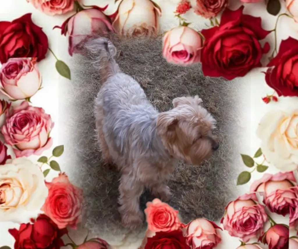 Condolence image of Ewa & Krzysztof 