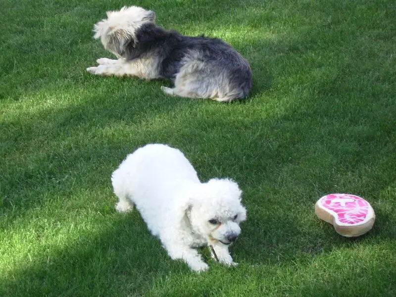 Condolence image of Snowy u Buffy ❤️