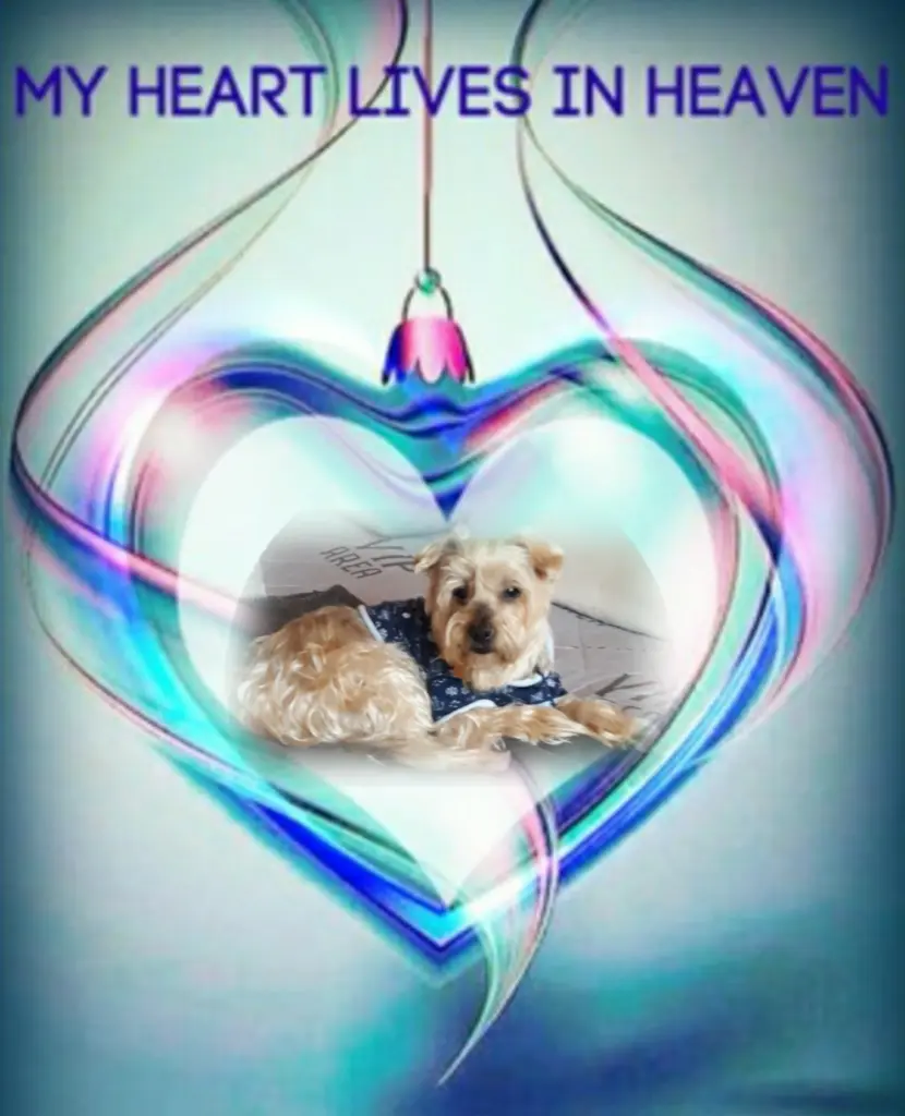 Condolence image of Sonntag...36 Wochen ohne Dich Jackuś❤...