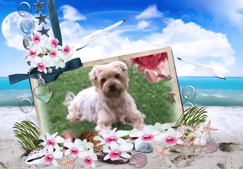 Condolence image of 36........Tygodni......Bez Ciebie❤️⭐️Jackusiu❤️⭐️