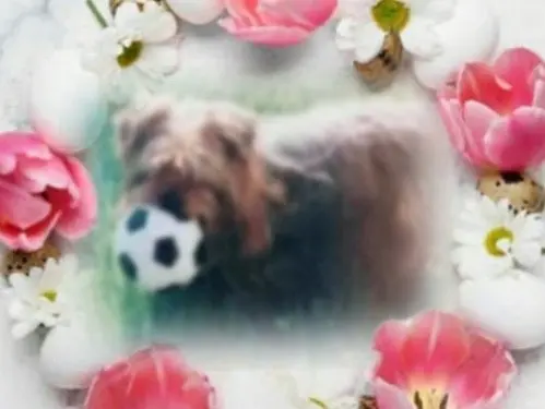 Condolence image of Micky ❤️