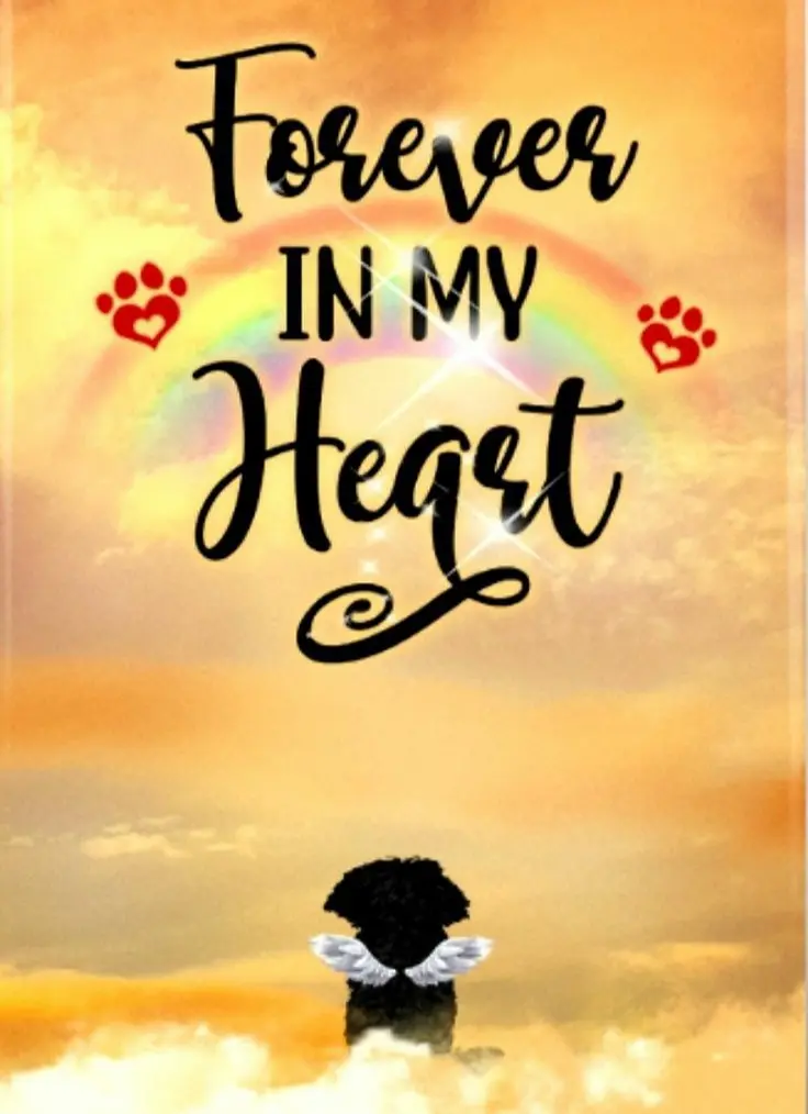 Condolence image of Martina mit Seelenhund Samy ♥️⭐♥️ für immer im Herzen 