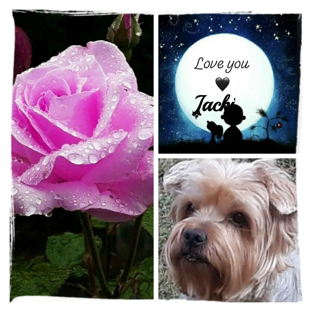 Condolence image of Martina mit Seelenhund Samy ♥️⭐♥️ für immer im Herzen 