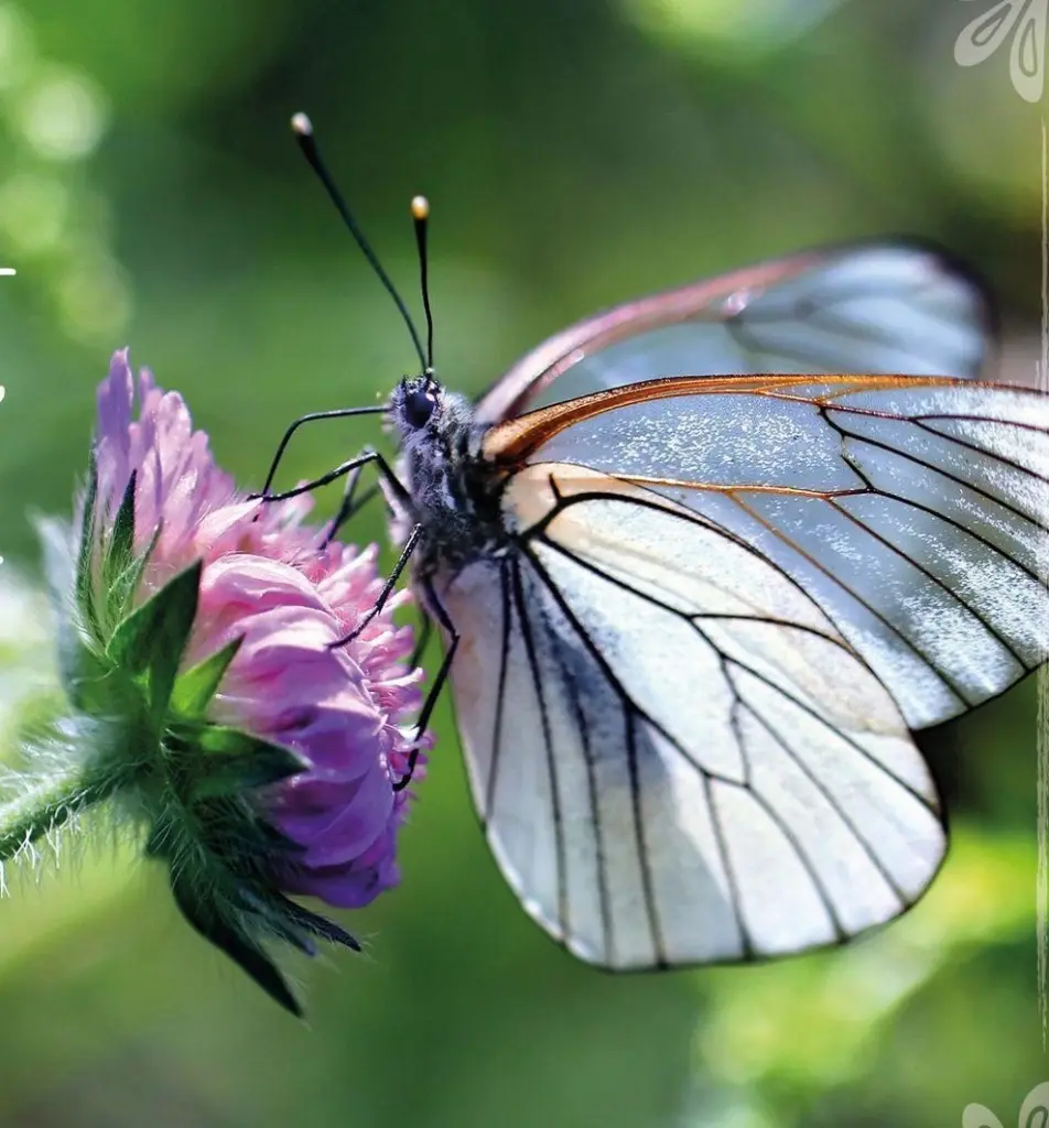 Condolence image of ❤️