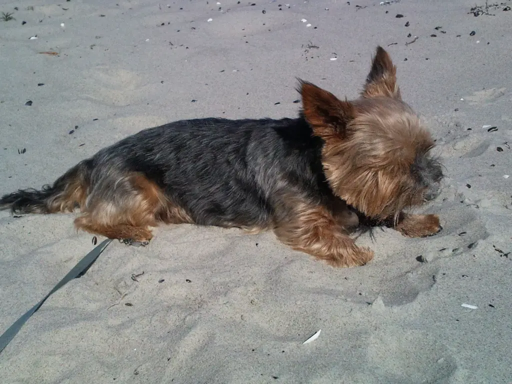 Condolence image of Manuela mit Seelenhund Flick