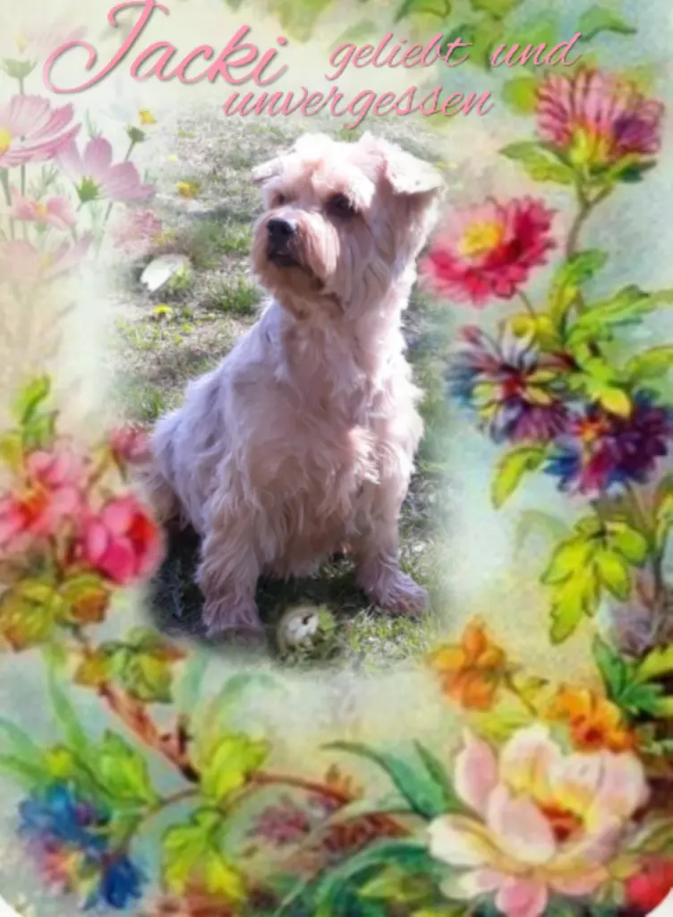 Condolence image of Sonntag...38 Wochen ohne Dich Jackuś❤...