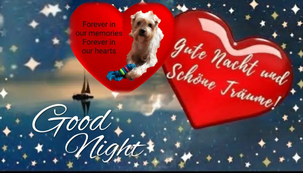 Condolence image of ⭐❤Gute Nacht Jackusiu❤⭐