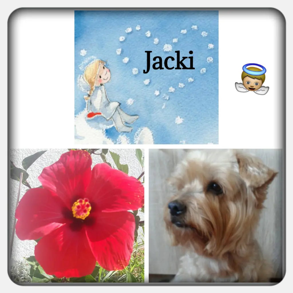 Condolence image of Martina mit Seelenhund Samy ♥️⭐♥️ für immer im Herzen 