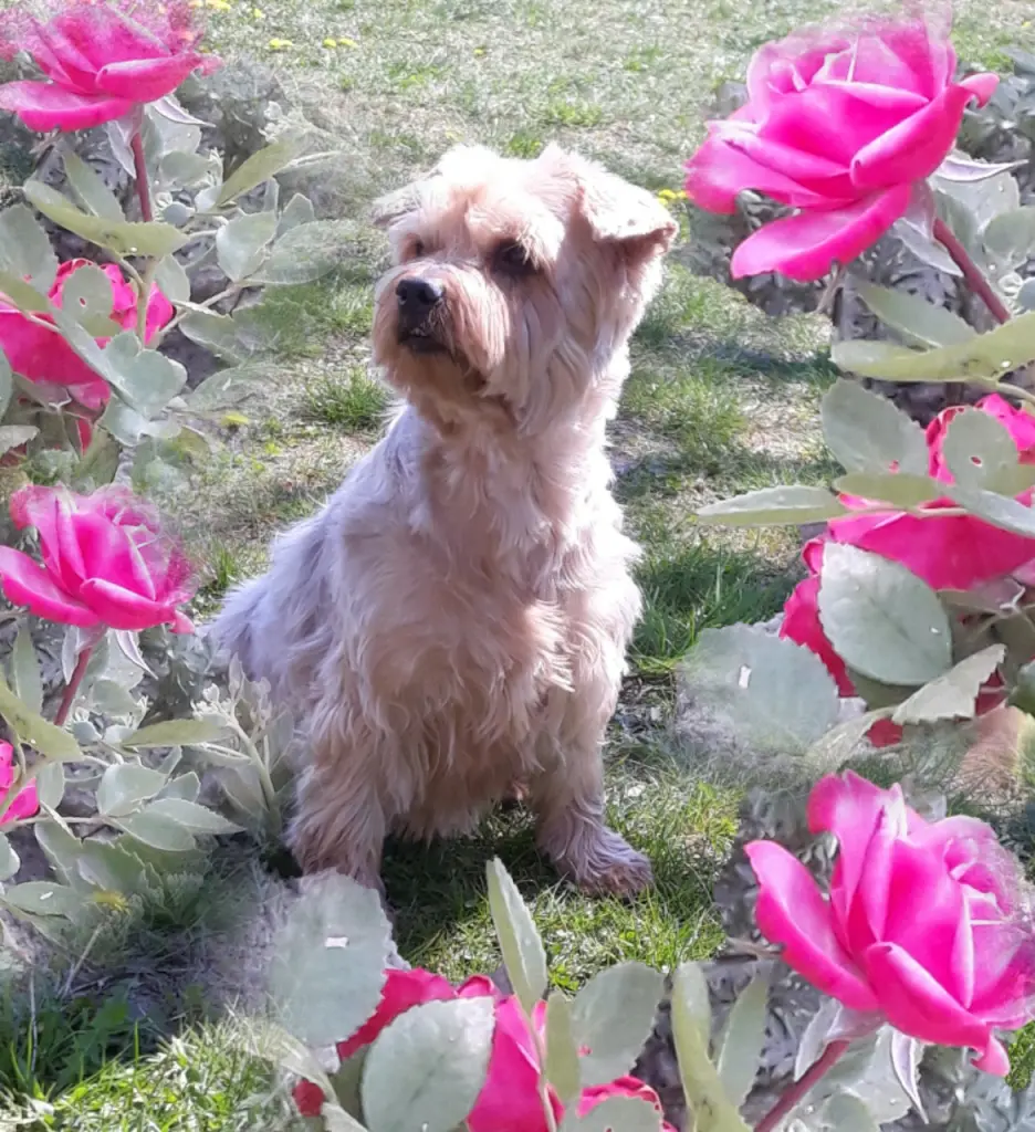 Condolence image of Sonntag...39 Wochen...9 Monate ohne Dich Jackuś❤...